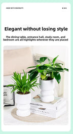 Self-Watering Transparent Plastic Succulent Pot